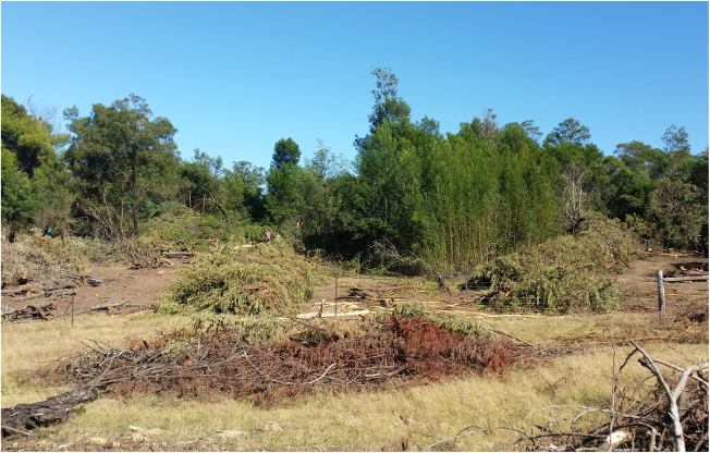 Before : during wattle jungle harvesting