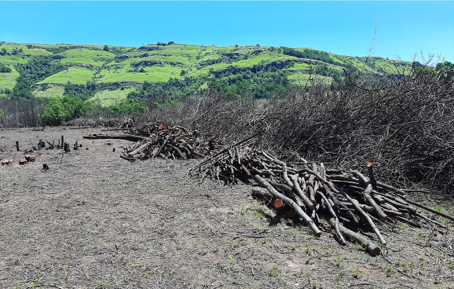 Brush stacked in piles, firewood left to be collected after pulpwood removed