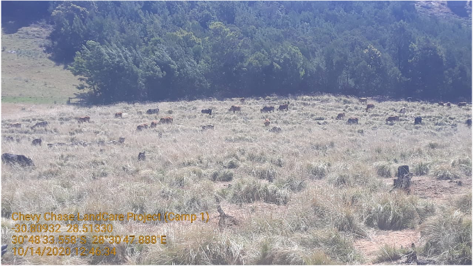 Community animals grazing Oct 2020 in the same camp