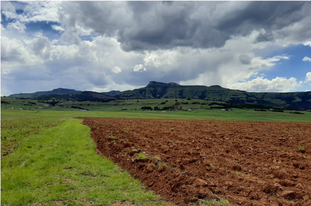 Ploughing the limed areas (field on the right has been ploughed, field on the left is still to be ploughed) (Nov 2020)