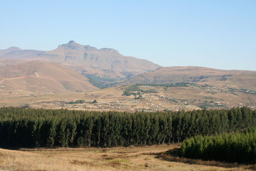 Forestry at the core of flagship Umgano project