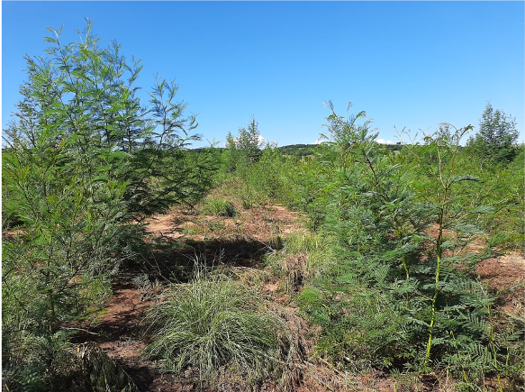 Wattle regen growing (note grasses for sheep And cattle planted in between the rows)